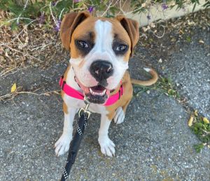 AVAILABLE BY APPOINTMENT Hi there My name is Anna and Im a spayed 9-month-old boxer that curren