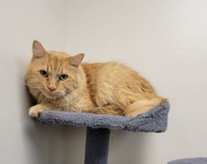 Barnes, Senior Male Domestic Long Hair