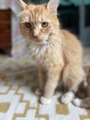 Violet, Young Female Domestic Short Hair