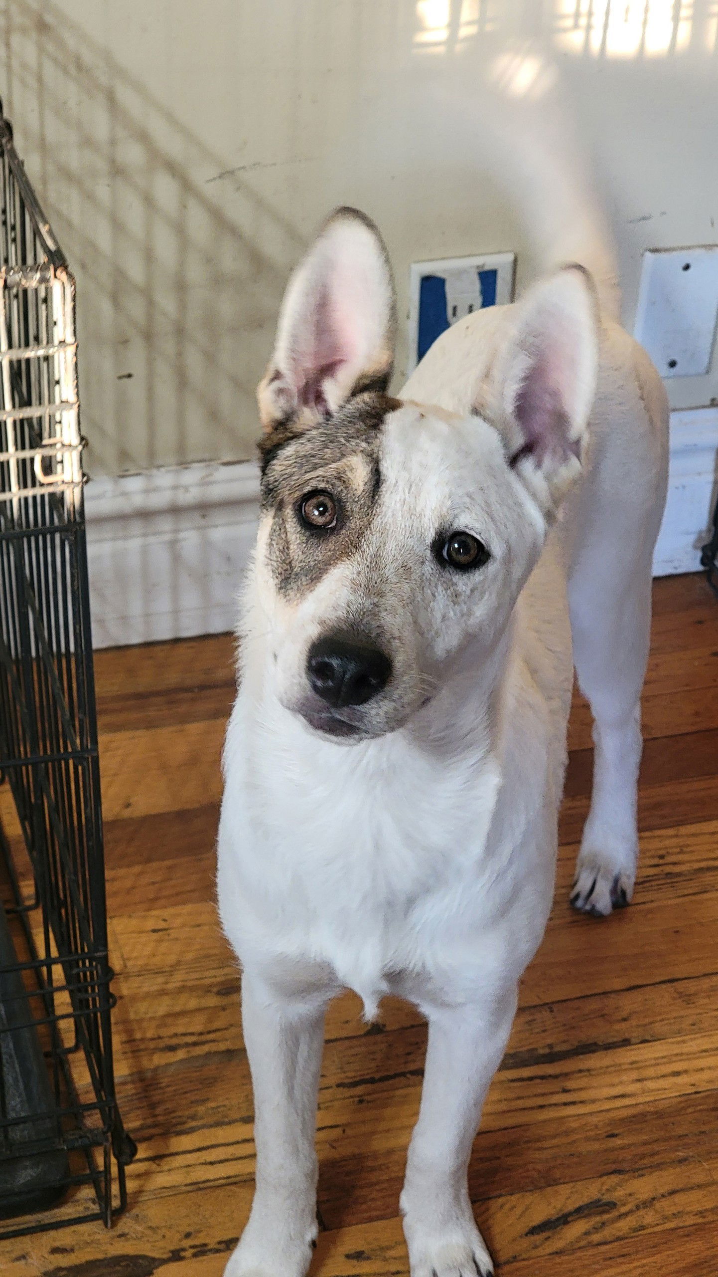 Enoki, an adoptable Husky, Australian Cattle Dog / Blue Heeler in Salt Lake City, UT, 84171 | Photo Image 1