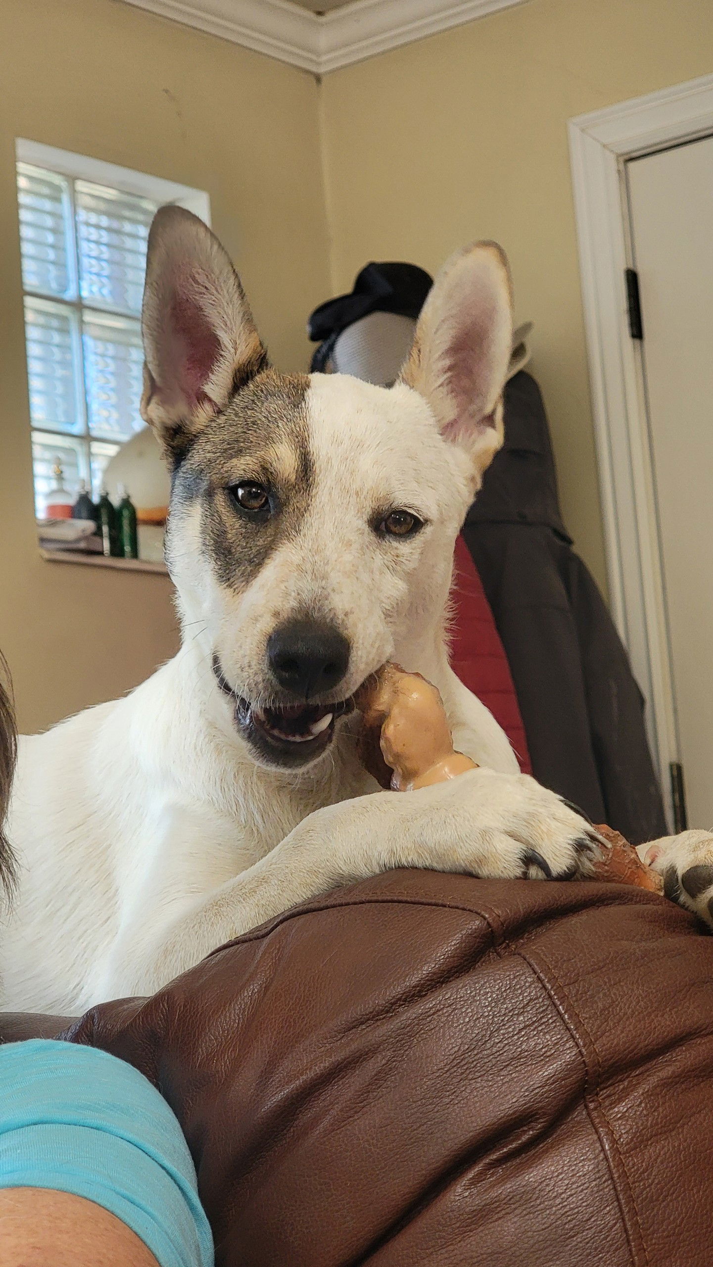 Enoki, an adoptable Husky, Australian Cattle Dog / Blue Heeler in Salt Lake City, UT, 84171 | Photo Image 2