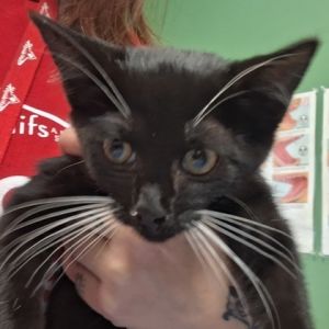 Mac, Adult Male Domestic Short Hair