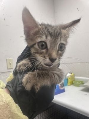 Inky, Young Female Domestic Short Hair