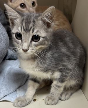 Tricky, Baby Female Domestic Short Hair