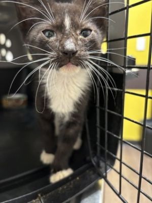 Thomas, Baby Male Domestic Short Hair