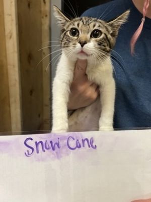 Snow Cone, Adult Female Domestic Short Hair