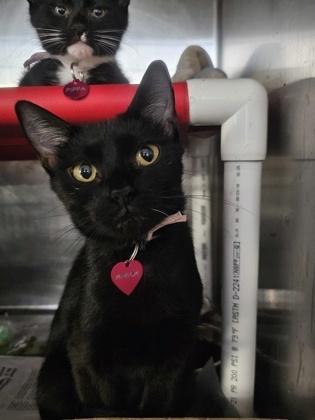 Penelope