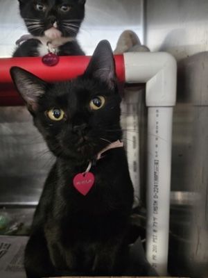 Penelope, Adult Female Domestic Short Hair