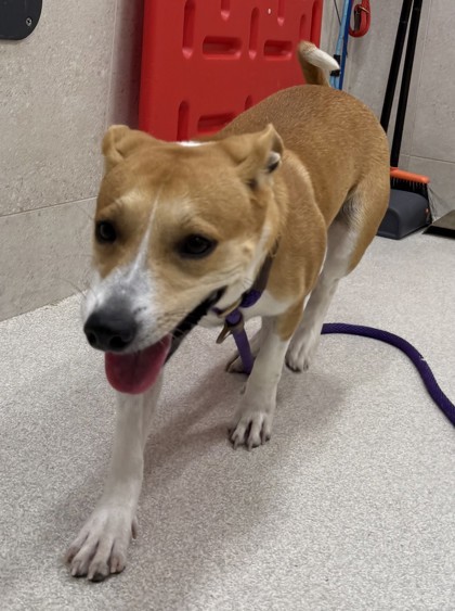 Melon, an adoptable Terrier, Mixed Breed in Honolulu, HI, 96826 | Photo Image 1