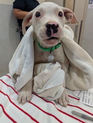 Photo of Hank