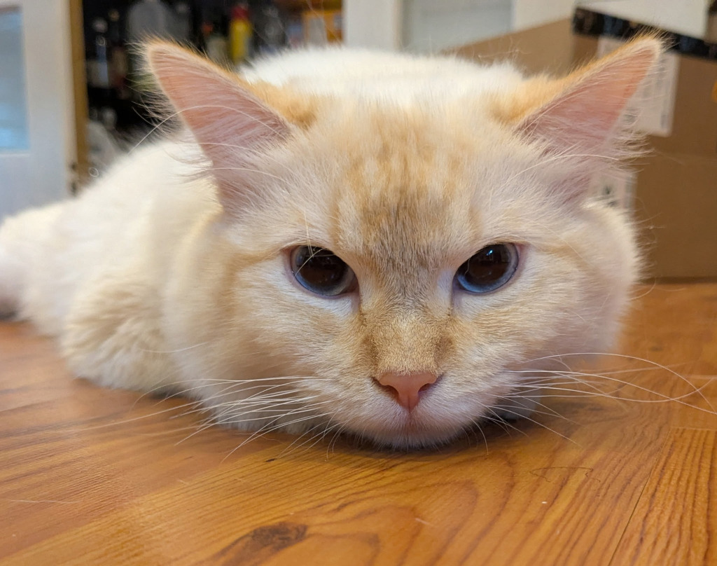 Creme, an adoptable Ragdoll in Saint Cloud, MN, 56301 | Photo Image 2