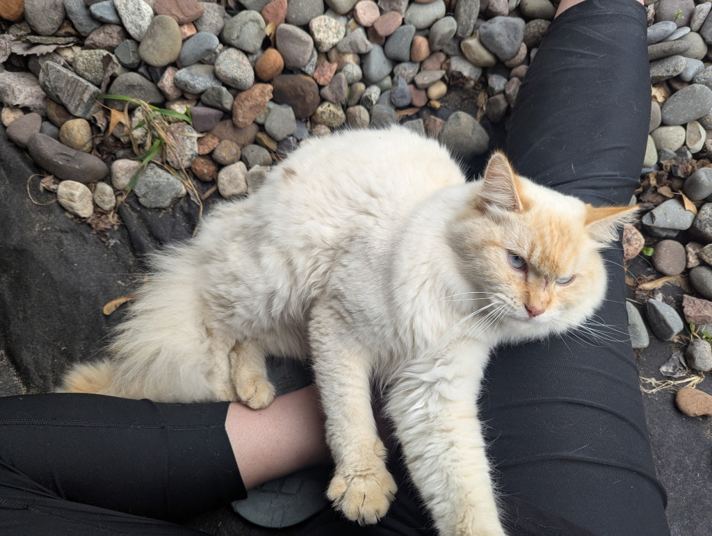 Creme, an adoptable Ragdoll in Saint Cloud, MN, 56301 | Photo Image 4