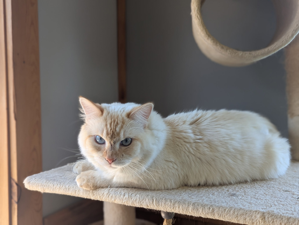 Creme, an adoptable Ragdoll in Saint Cloud, MN, 56301 | Photo Image 5