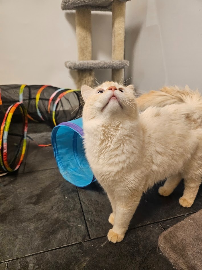 Creme, an adoptable Ragdoll in Saint Cloud, MN, 56301 | Photo Image 6