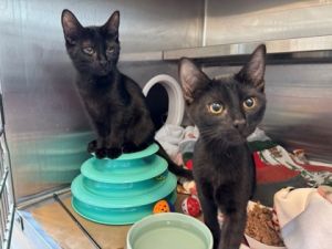 Pow Domestic Short Hair Cat