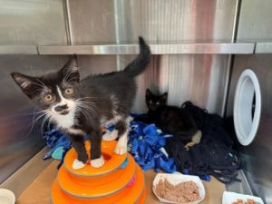 Splat, Baby Male Domestic Short Hair