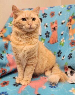 Mariah, Young Female Domestic Long Hair