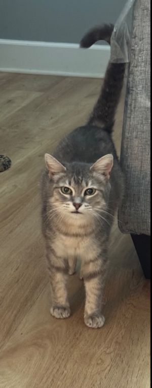 Lonny, Adult Female Domestic Short Hair