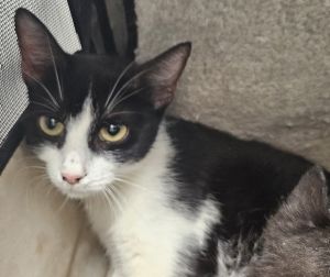 Wilma Domestic Short Hair Cat