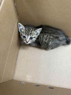 Onion, Baby Female Domestic Medium Hair