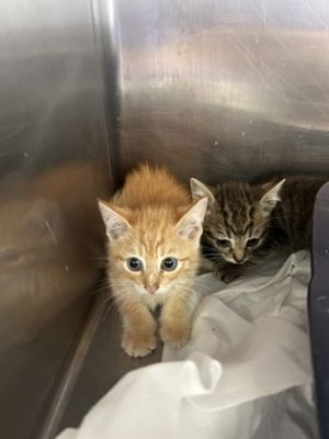 Rhubarb, Baby Male Domestic Medium Hair