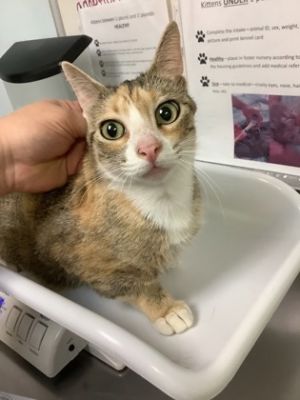 Talia, Adult Female Domestic Short Hair