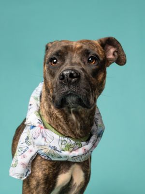 Twizzle Pit Bull Terrier Dog