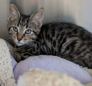 Grootslang, Baby Male Domestic Short Hair