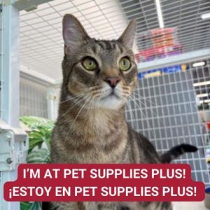 Jimmy, Adult Male Domestic Short Hair