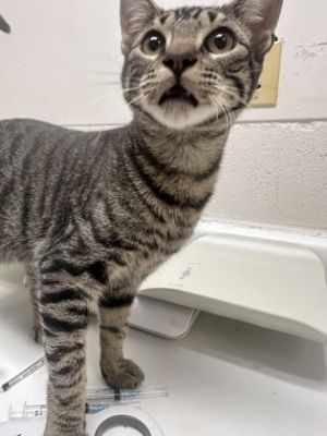 Everest, Adult Male Domestic Short Hair
