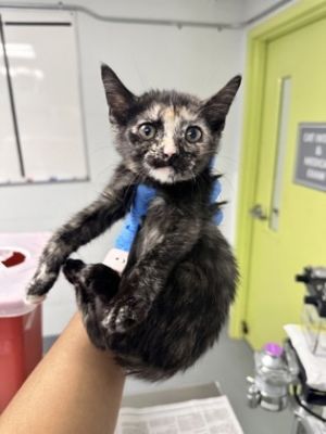 Ruby, Baby Female Domestic Short Hair