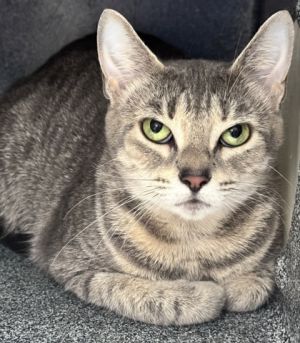 Chopstick, Adult Female Domestic Short Hair