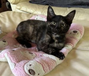 Rye [Foster], Baby Female Domestic Short Hair