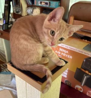 Wheat [Foster], Baby Male Domestic Short Hair