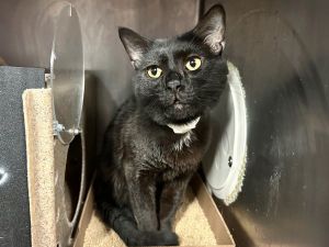 Midnight Domestic Short Hair Cat