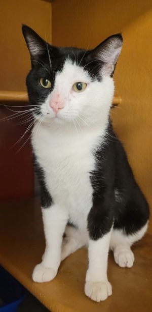 Oreo, Adult Male Domestic Short Hair