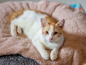 Dustin (bonded to Steve), Young Male unknown