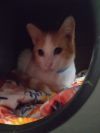 Dustin (bonded to Steve) photo 3