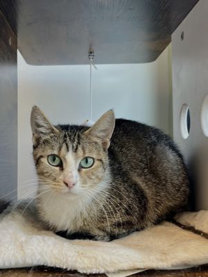 Daisy Duke, Young Female Domestic Short Hair