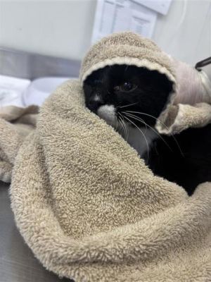 Milkshake, Adult Female Domestic Short Hair