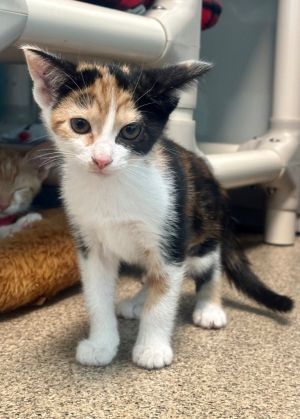 Mollie, Baby Female Domestic Short Hair