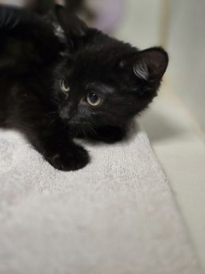*Lachesis, Baby Female Domestic Short Hair