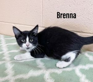 Brenna, Baby Female Domestic Short Hair
