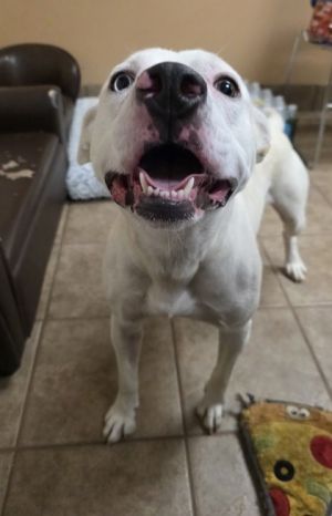 Cosmo, Adult Male unknown