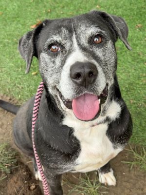 Kiya, Senior Female unknown