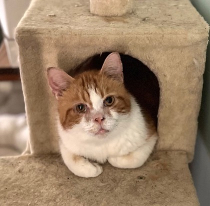 Ollie