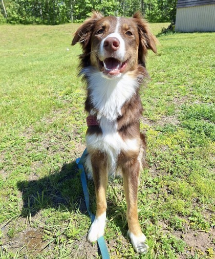Calypso (Honey), an adoptable Australian Shepherd in Gwinn, MI, 49841 | Photo Image 1