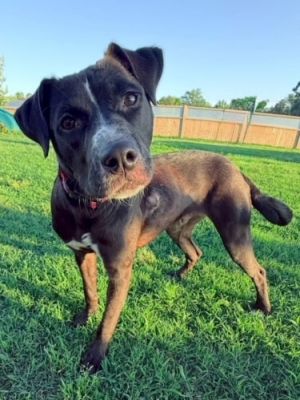 Odie, Young Male unknown