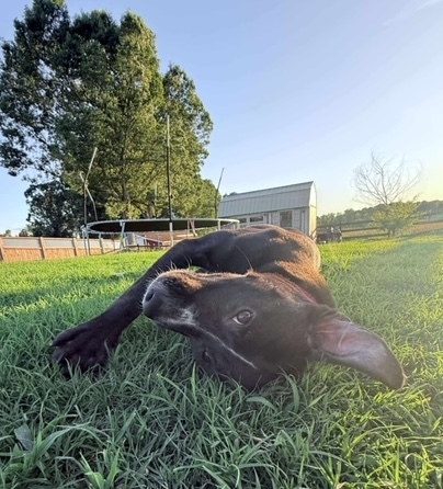 Odie