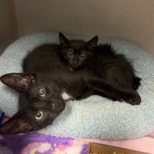 Jemma, Young Female Domestic Short Hair